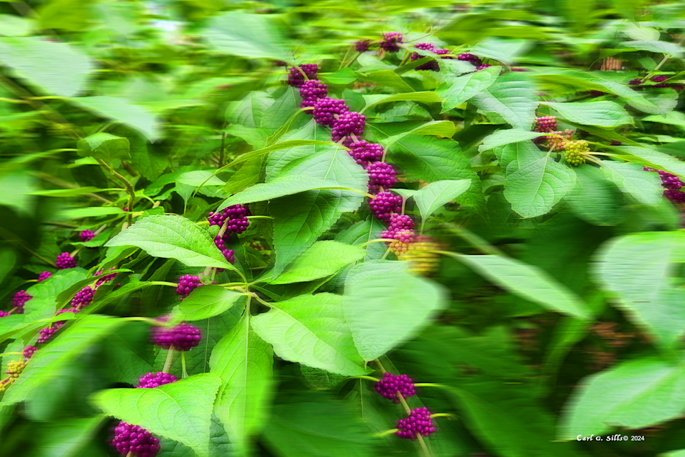 Edge Of The Park One Art | Sills Communications LLC