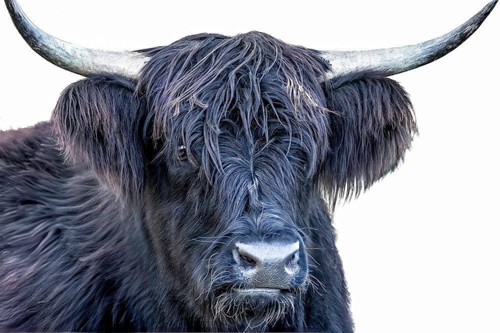 Highland Cattle​ | Wall Art | Pictures | Images |  Scottish