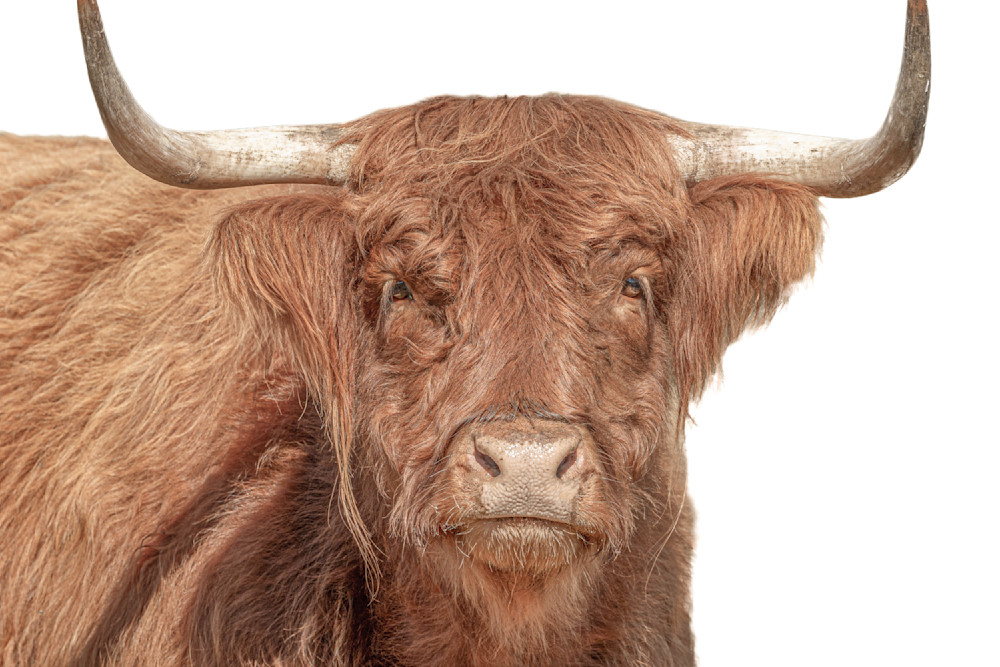 Highland Cattle​ | Wall Art | Pictures | Images |  Scottish