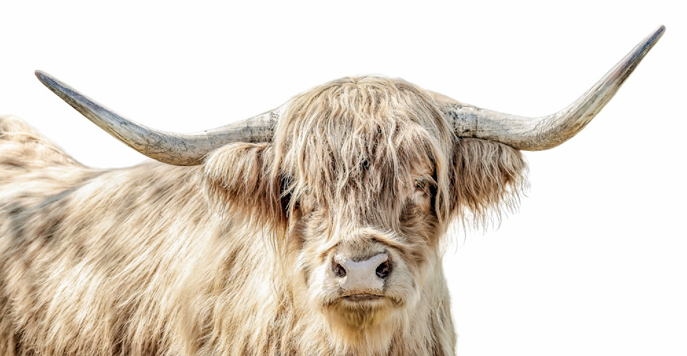 Highland Cattle​ | Wall Art | Pictures | Images |  Scottish