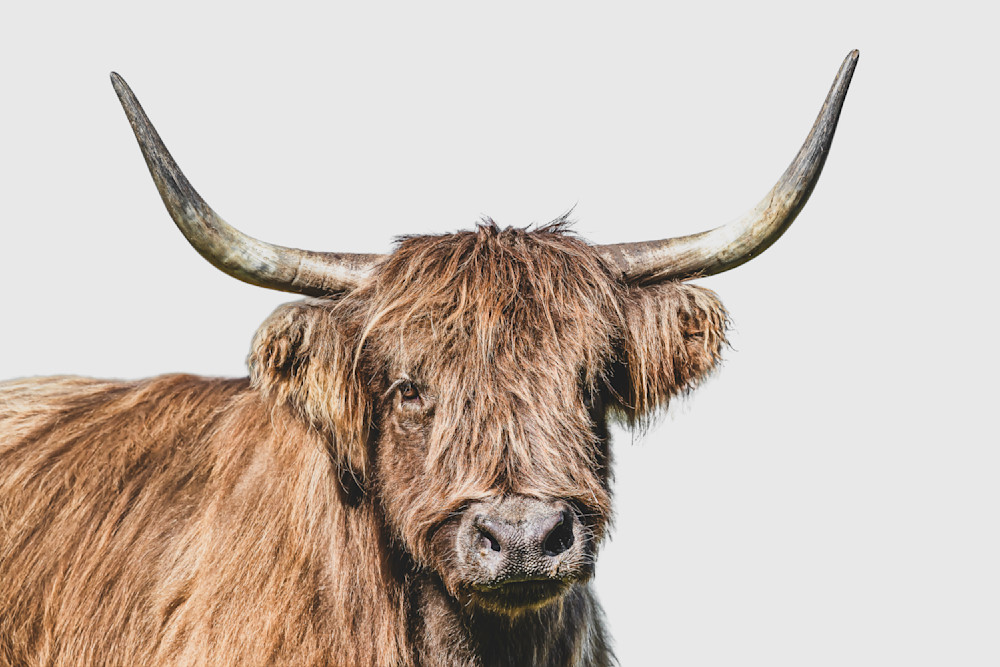 Highland Cattle​ | Wall Art | Pictures | Images |  Scottish
