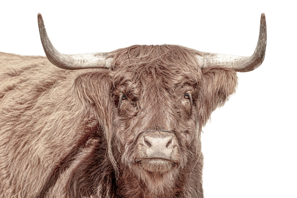 Highland Cattle​ | Wall Art | Pictures | Images |  Scottish