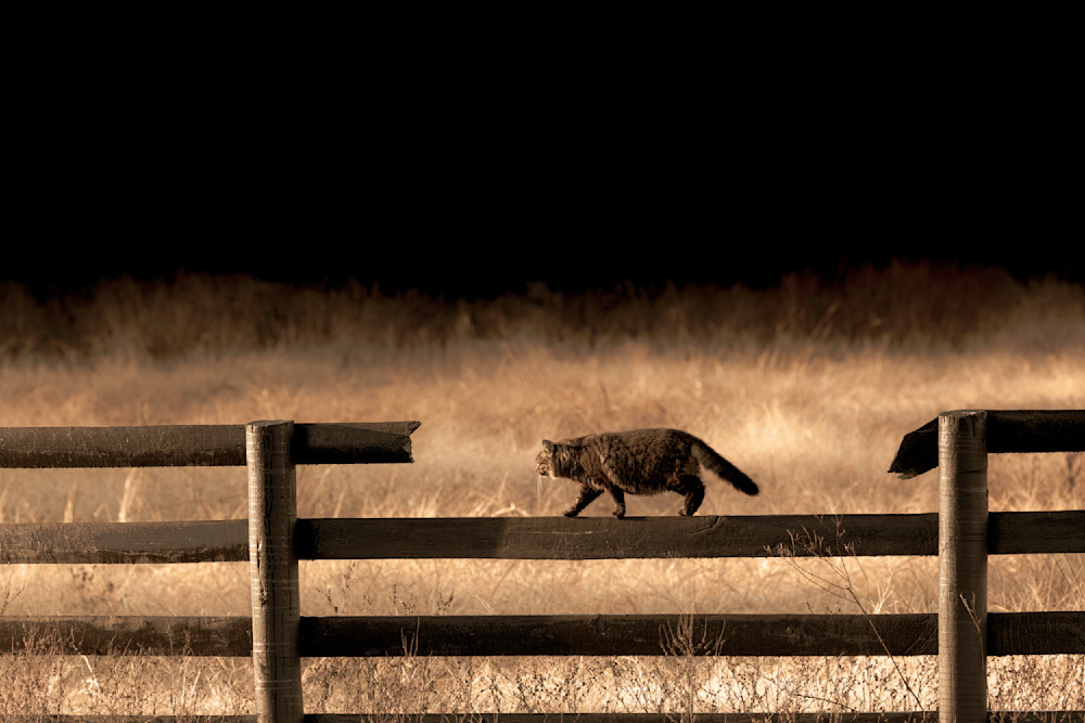 Cat On Fence Photos | Pictures | Pics | Art | Images