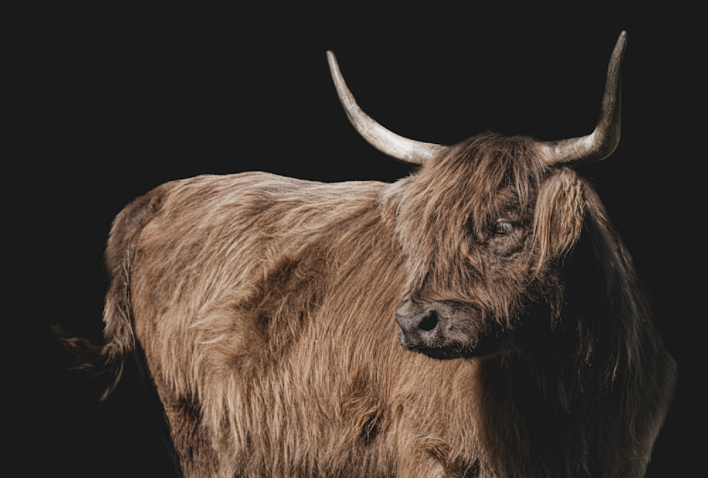 Highland Cattle​ | Wall Art | Pictures | Images |  Scottish