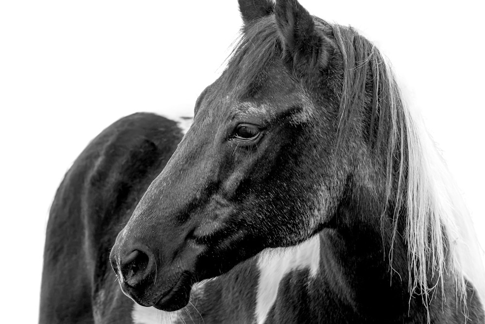 Horse 41