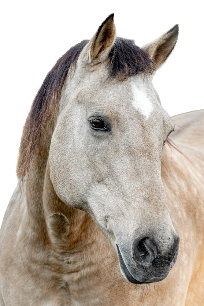 Horse 45