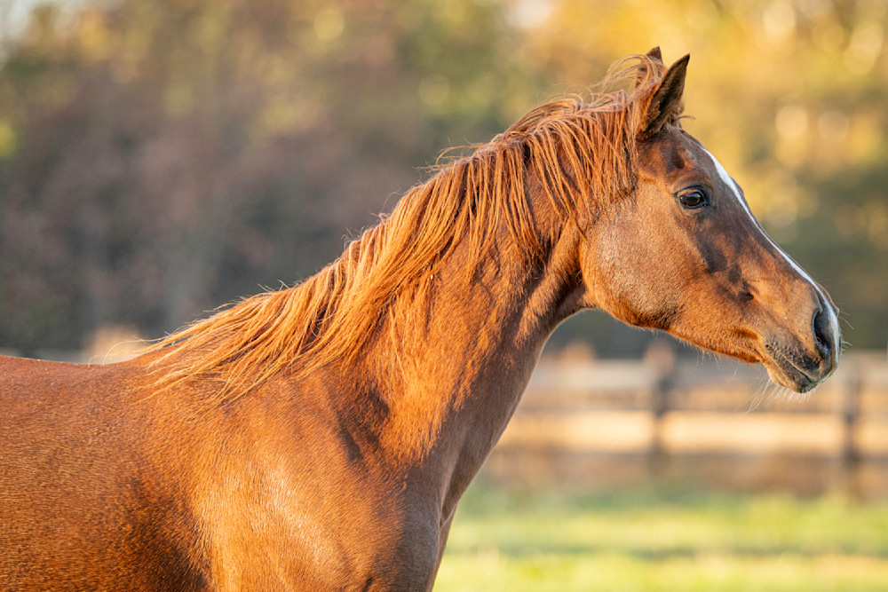 Horse 47