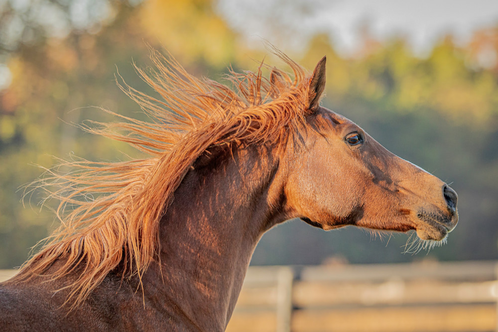 Horse 43