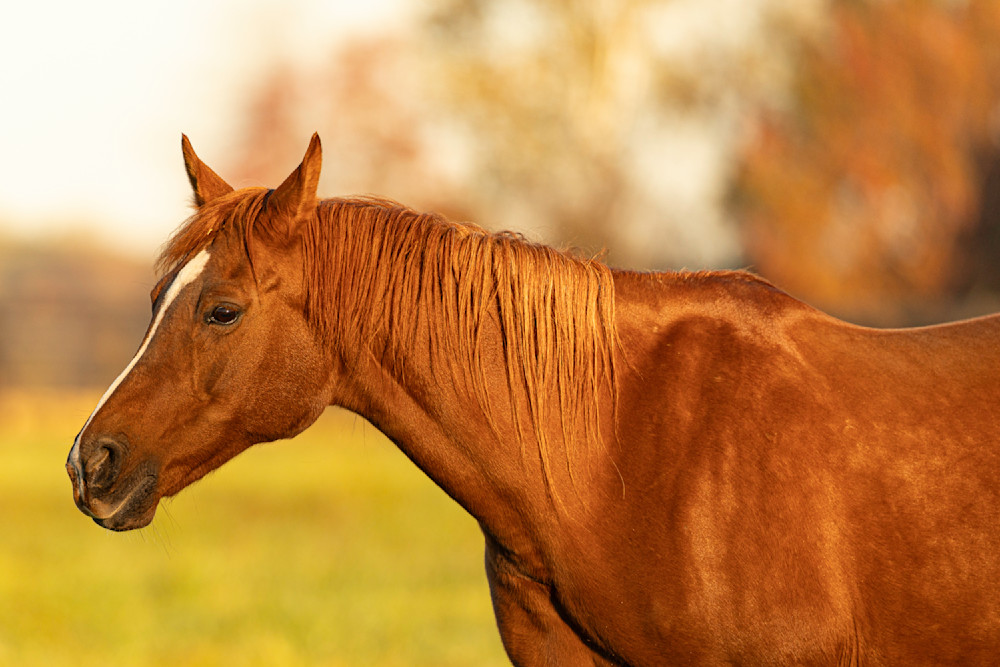 Horse 42