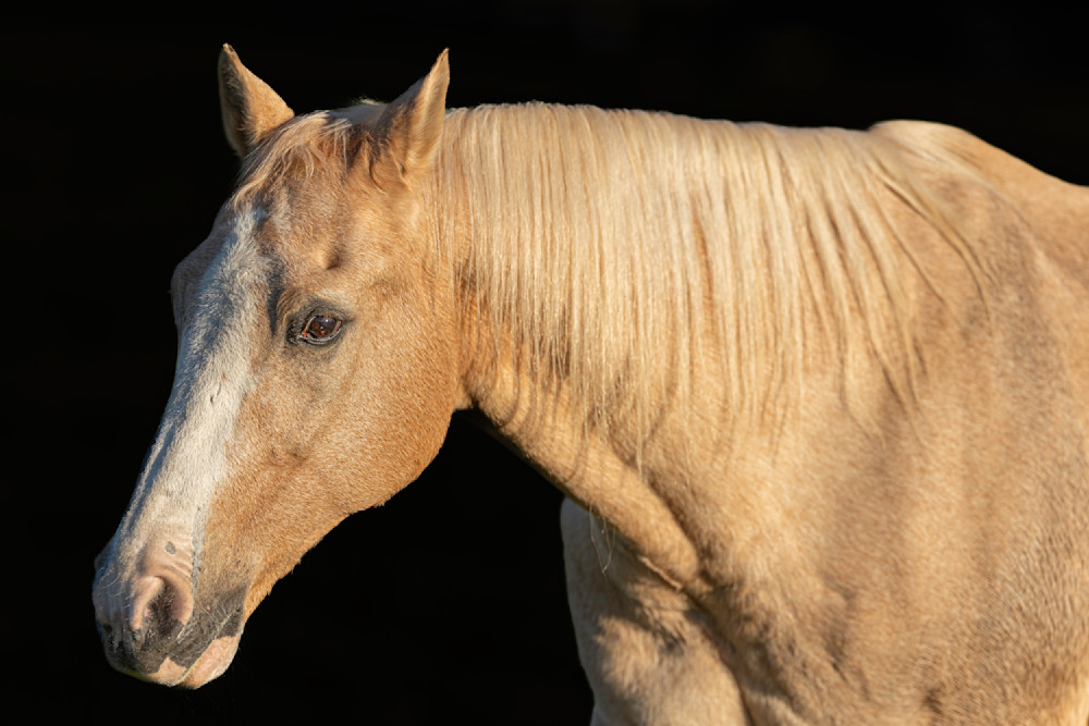 Horse 48