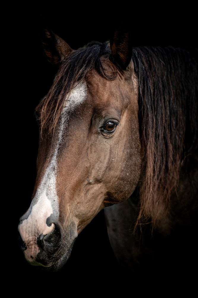 Horse 23