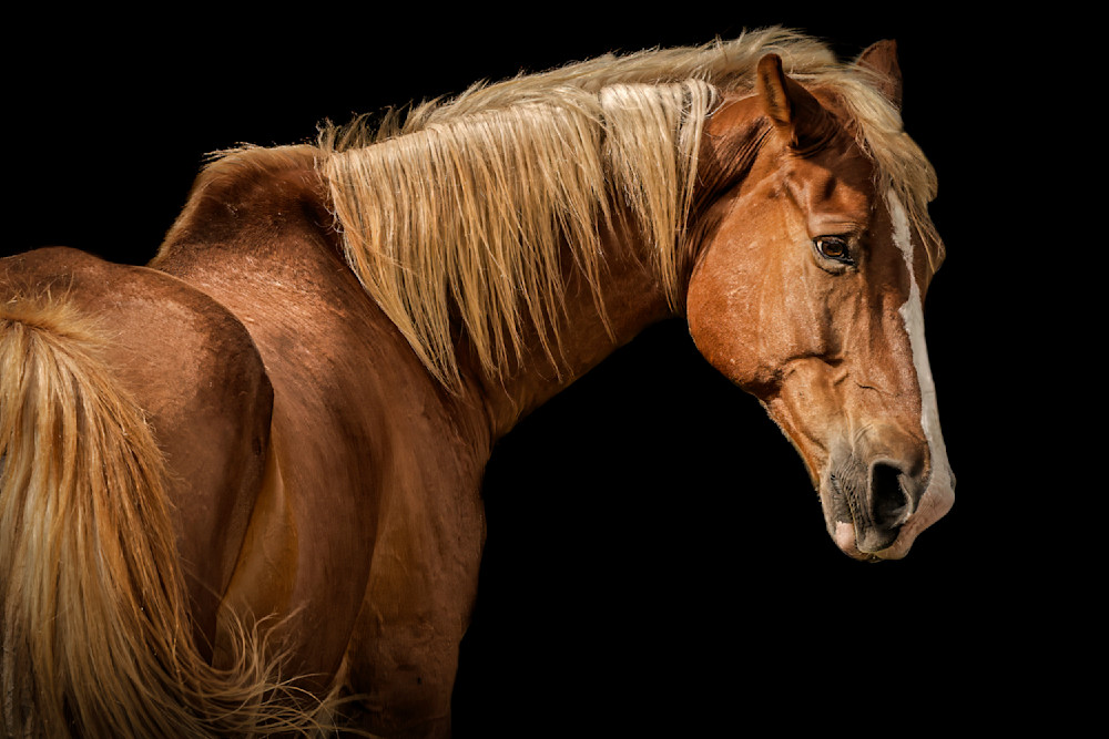 Horse 37