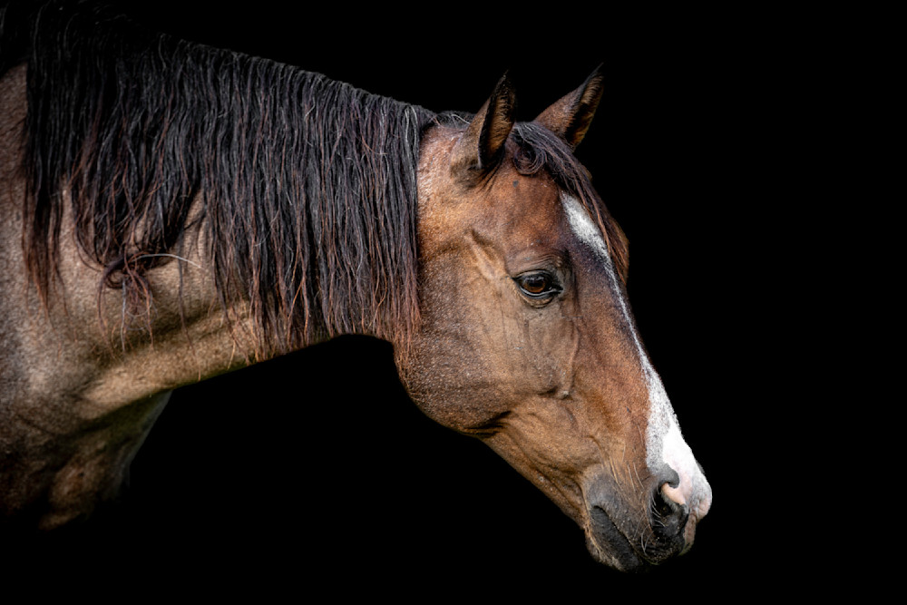 Horse 15