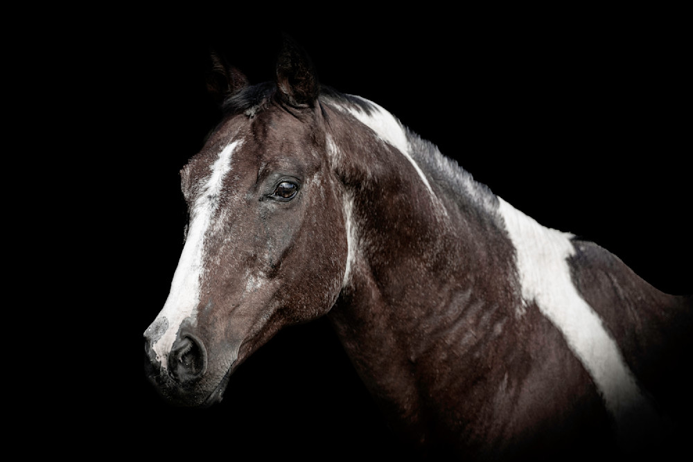 Horse 22