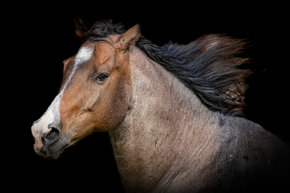 Horse 21