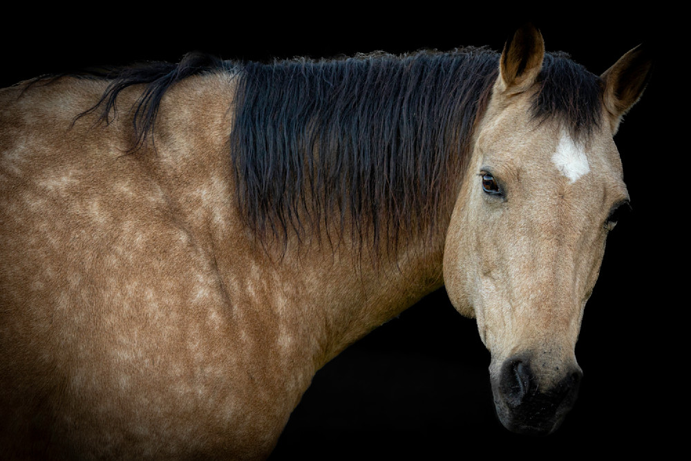 Horse 38