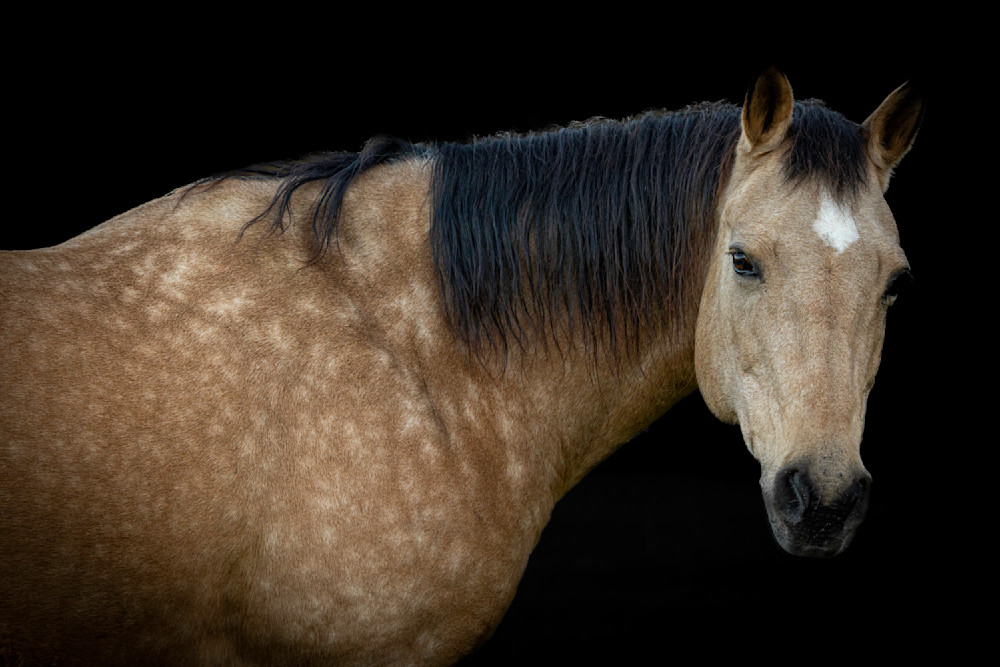 Horse 40