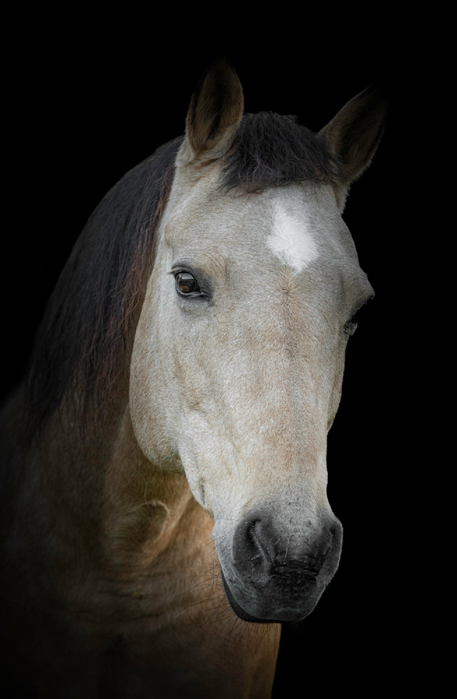 Horse 46