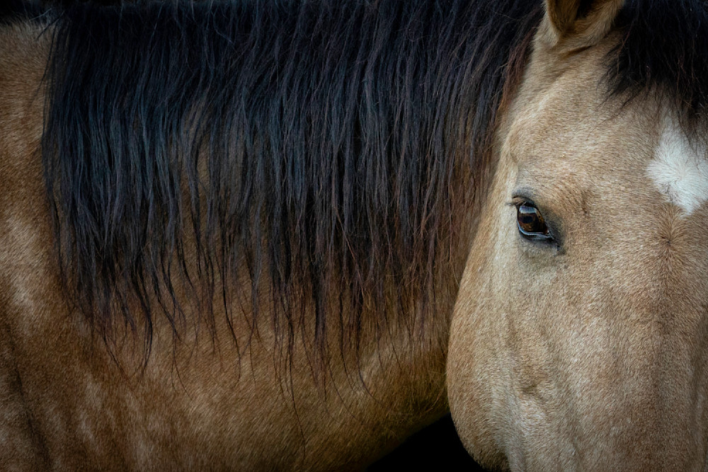 Horse 39