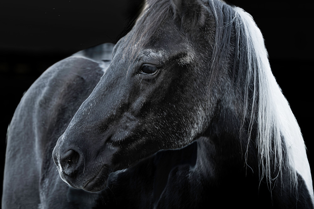 Horse 50