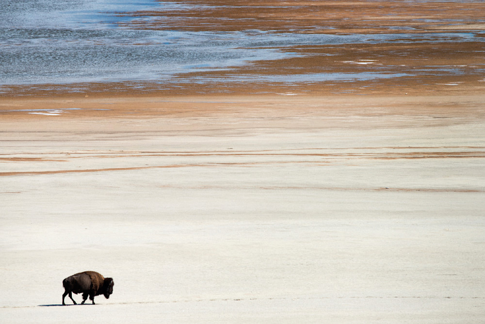 Great Salt Lake Bison