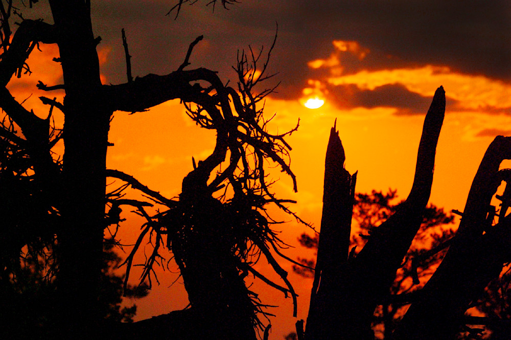 Craters of the Moon Witches Broom