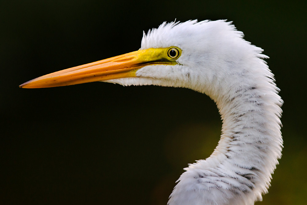 Great Egret Ruffled