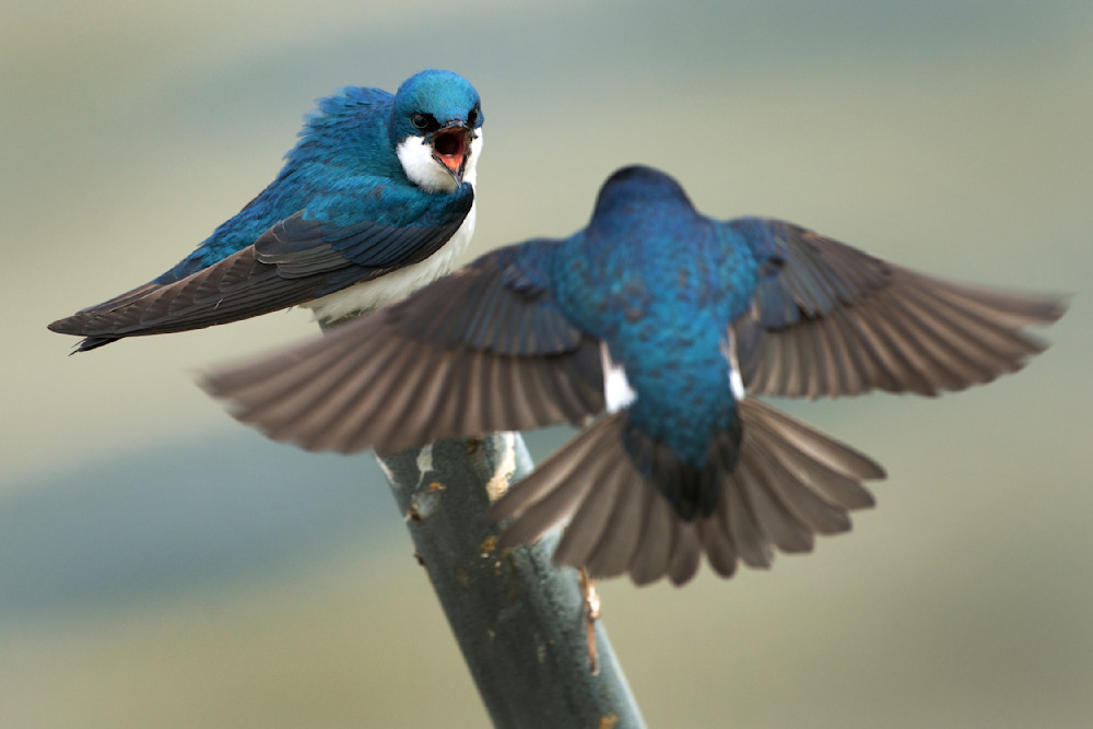Tree Swallow Squabble