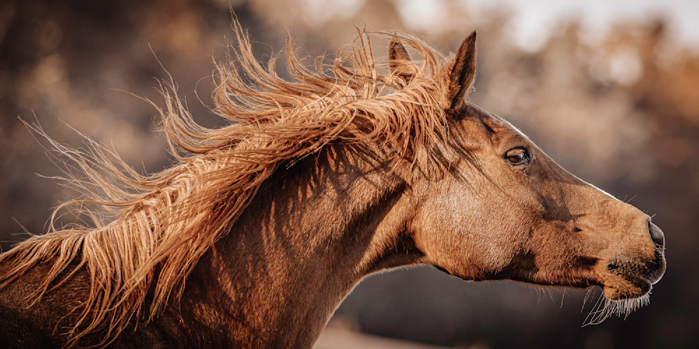 Horse 51