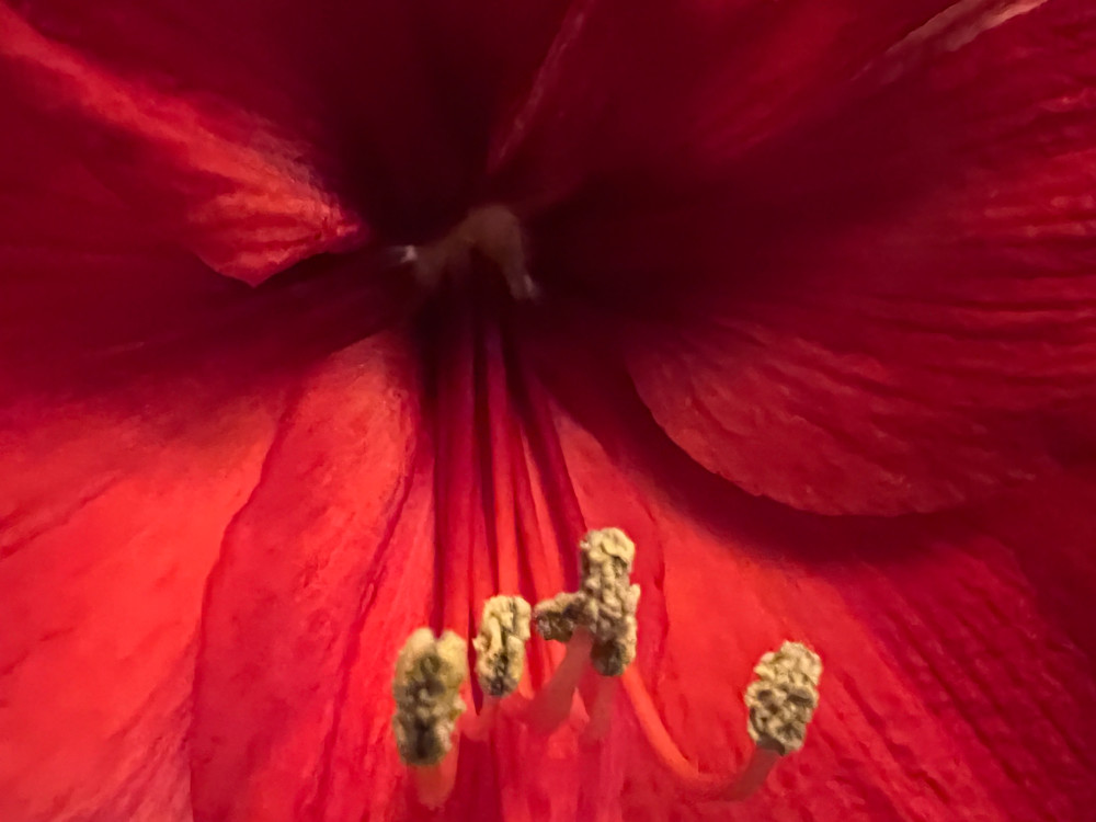 Amarylis Flower Winter Digital Art Fine Art Print