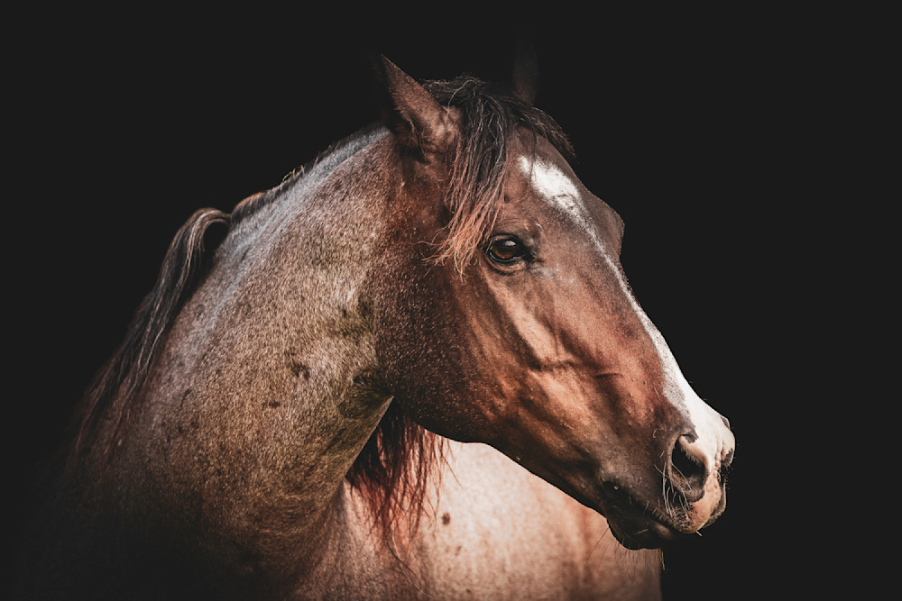 Horse 53