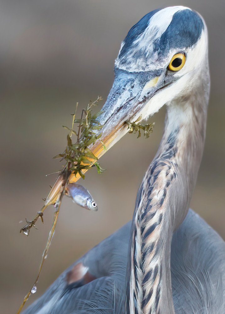 Great Blue Heron Hunting