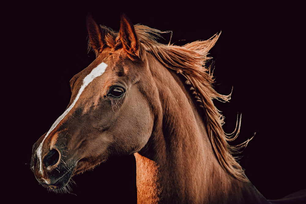 Horse 52