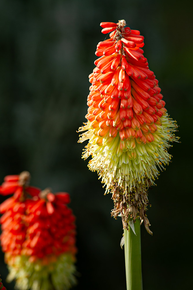 Fire Poker Plant Photography Art | Kimberly Umstead Photography