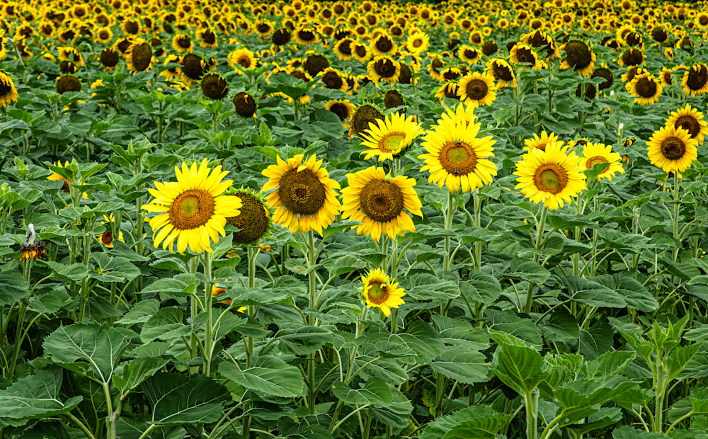 Field Of Sunflowers Photography Art | Kimberly Umstead Photography