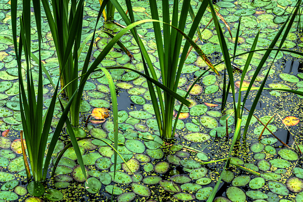 Lilly Pads Cattails Photography Art | Kimberly Umstead Photography