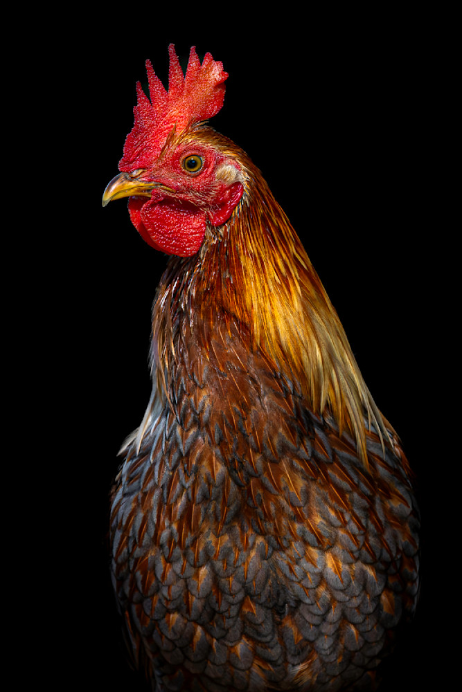 Rooster Birds Images | Art | Dennis Goodman Photography