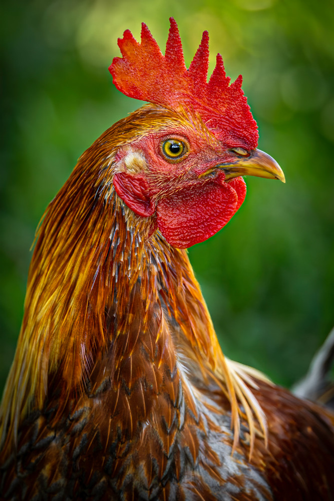 Rooster Birds Images | Art | Dennis Goodman Photography