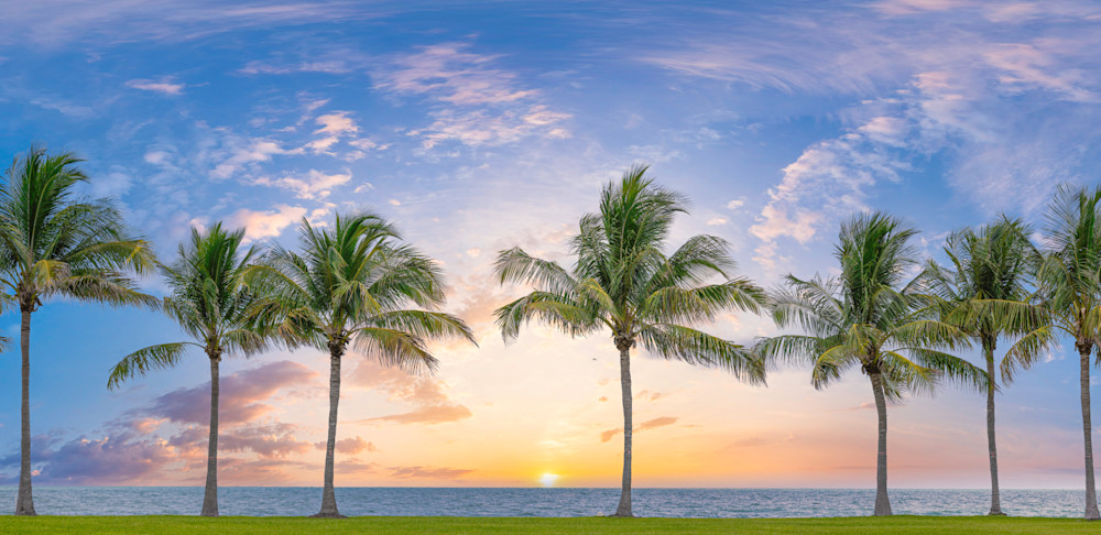 Palm Tree Images | Photos | Pics | Art