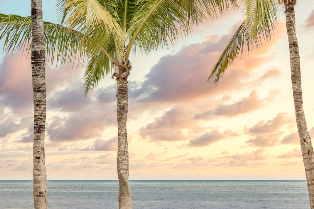 Palm Tree Images | Photos | Pics | Art