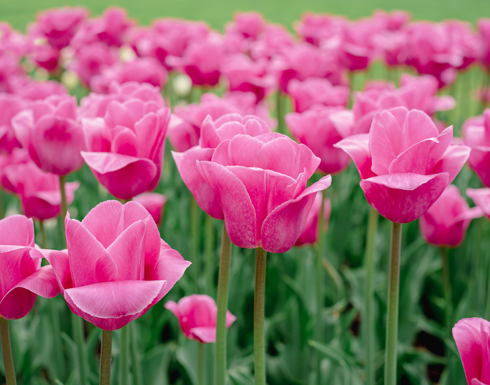 Pink Tulip Time Landscape Photography Art LaBelle Photography, LLC