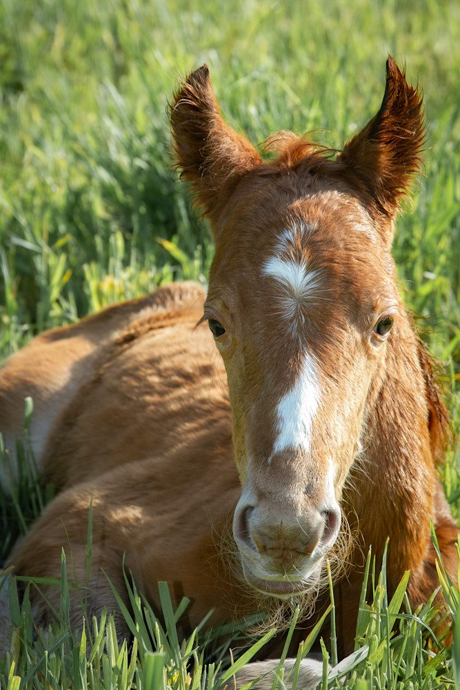Chestnut Filly Photography Art | Kimberly Umstead Photography