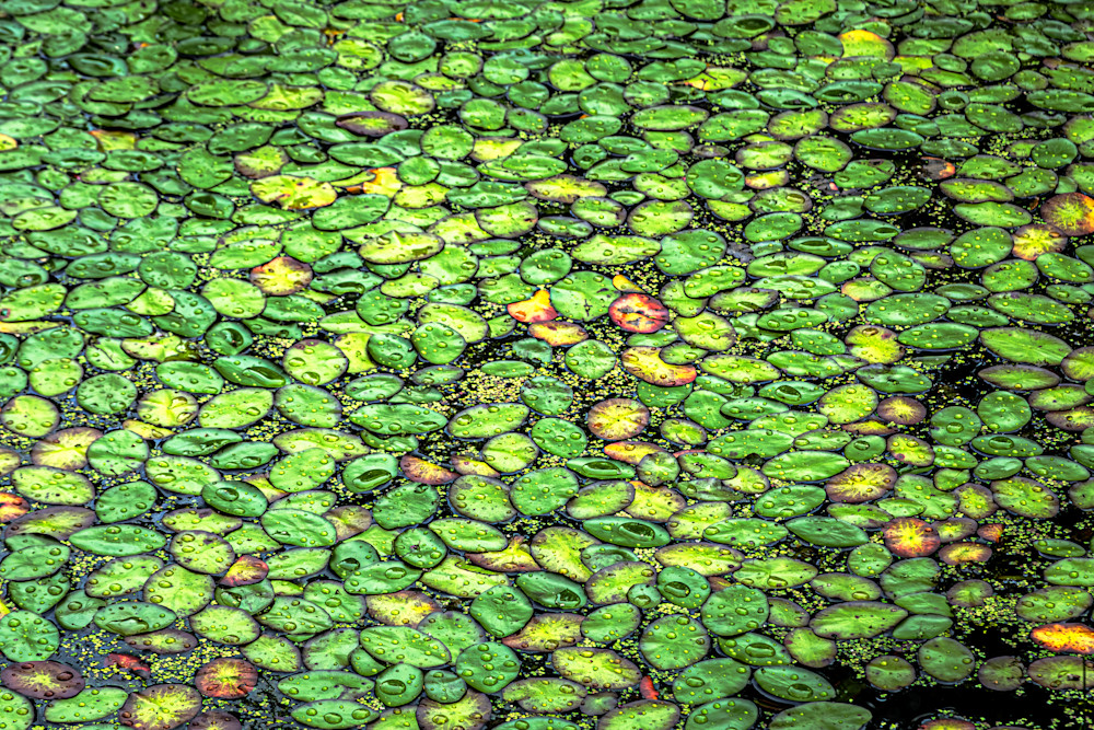 Lily Pads Photography Art | Kimberly Umstead Photography