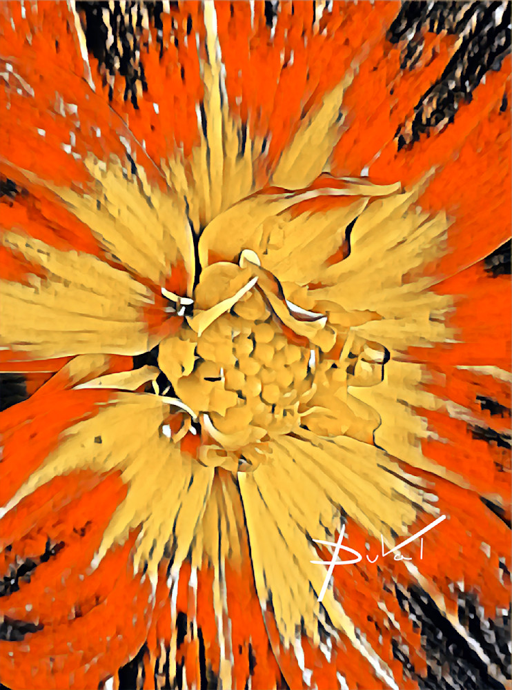 Orange Dahlia At Night Art | Cynthia DuVal Creative Studio