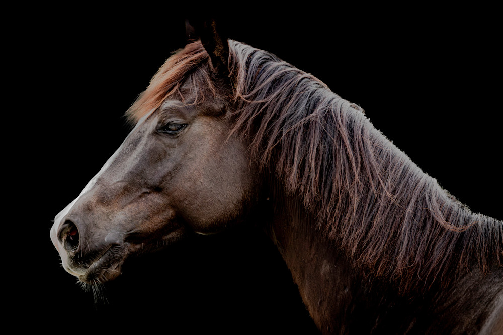 Horses Images | Wall Art | Photos  | Pictures | Pics | Wallpapers
