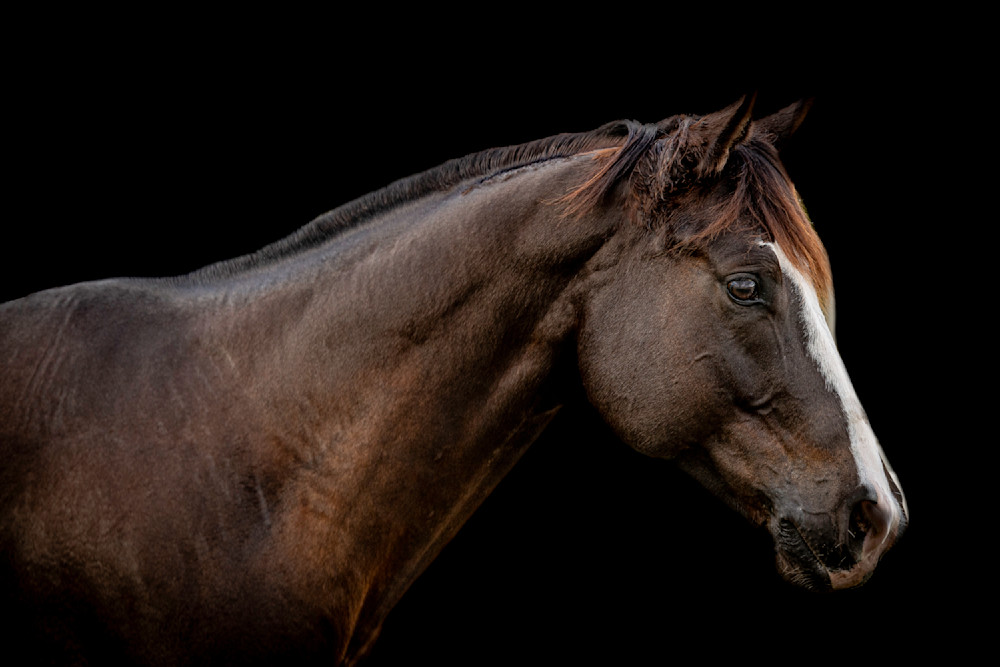 Horses Images | Wall Art | Photos  | Pictures | Pics | Wallpapers