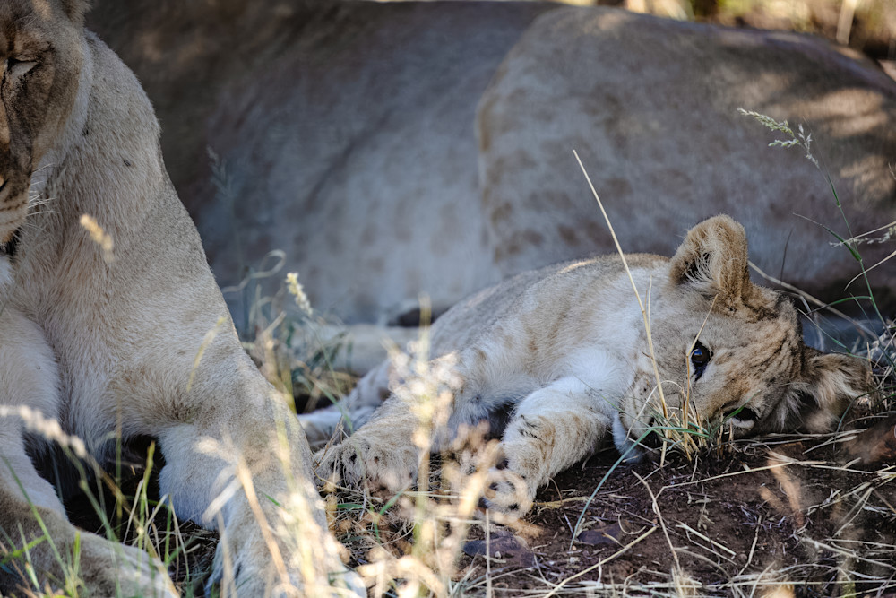 Stillness In The Lion's Sanctuary Photography Art | Kevin Morris Photography USA
