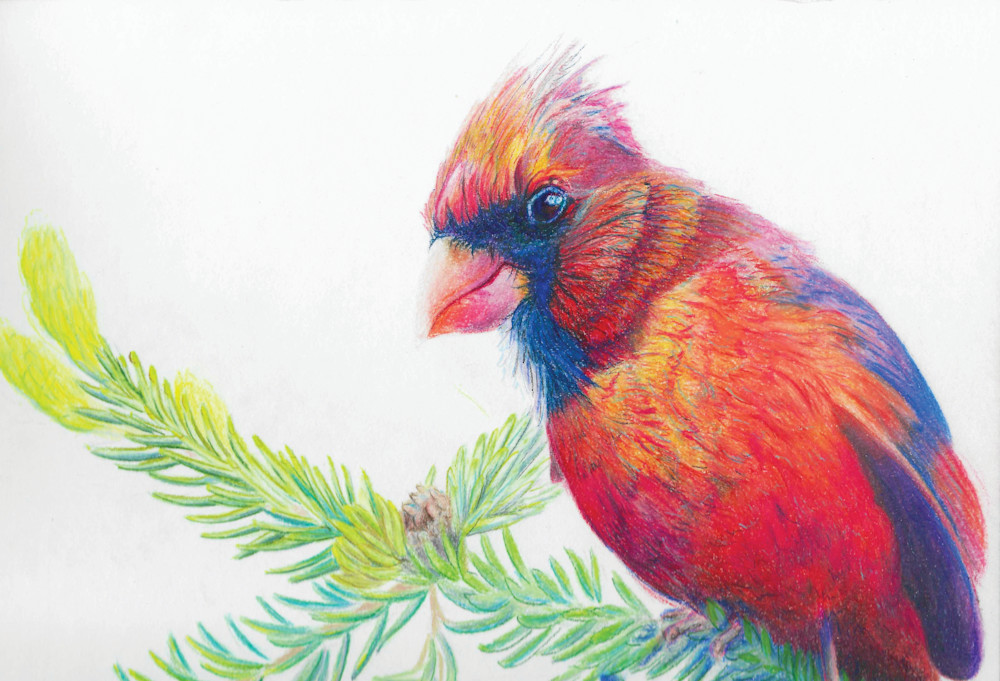 Branch Manager - 9x12 Cardinal Fine Art Print by Allison Richter