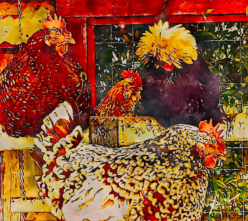 Beloved Cornell Farms Chickens