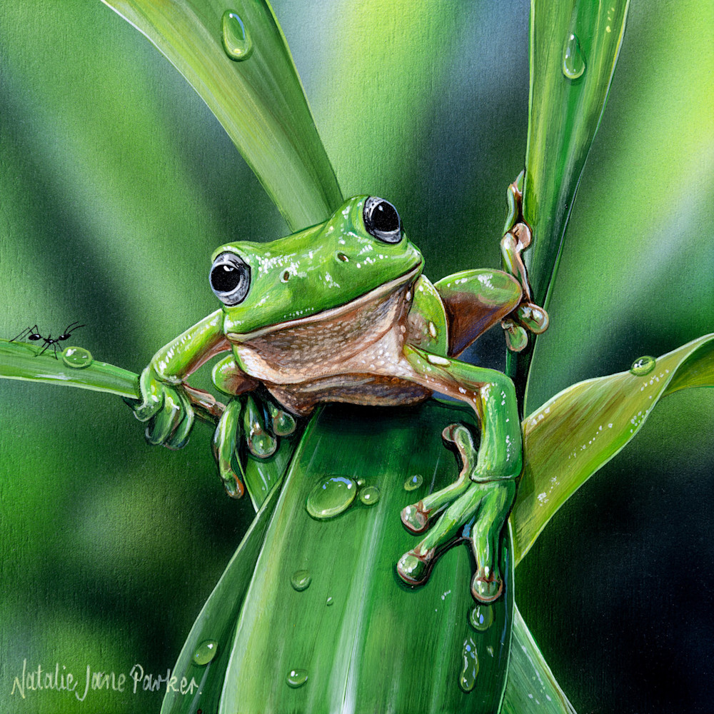 Green Tree Frog Art Print | "Green Grin" by Natalie Jane Parker
Nature-Inspired Green Tree Frog Artwork: Leaves, Greenery, and Raindrops